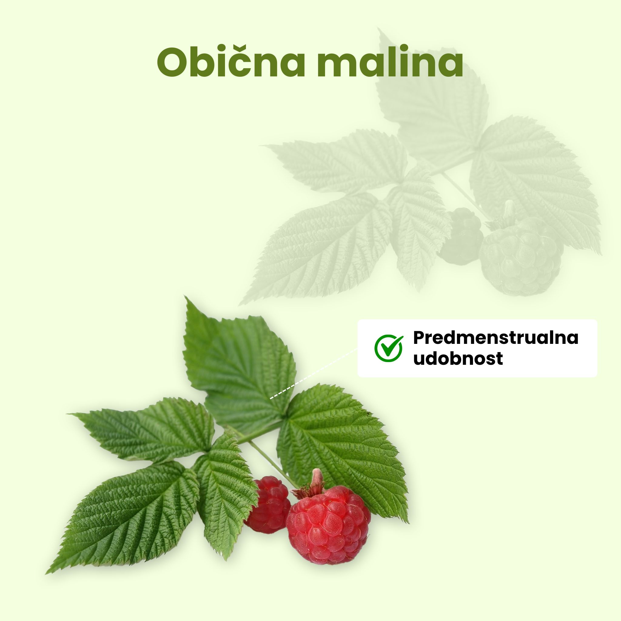 (Chorvatština) Malinik